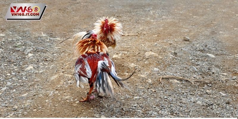 Chiến kê được nuôi dưỡng ở trang trại chuyên nghiệp