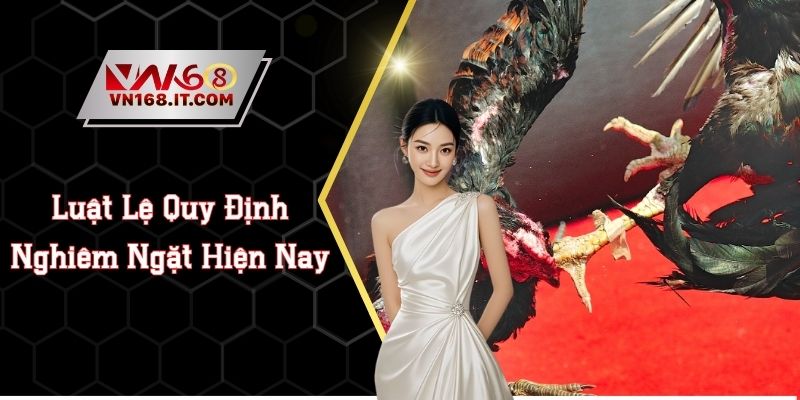 Đá Gà Cựa Dao - Luật Lệ Quy Định Nghiêm Ngặt Hiện Nay