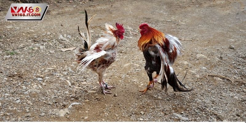 Đá gà Thomo nổi tiếng với hình thức cựa tròn