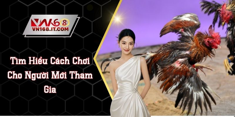 Đá Gà Thomo - Tìm Hiểu Cách Chơi Cho Người Mới Tham Gia