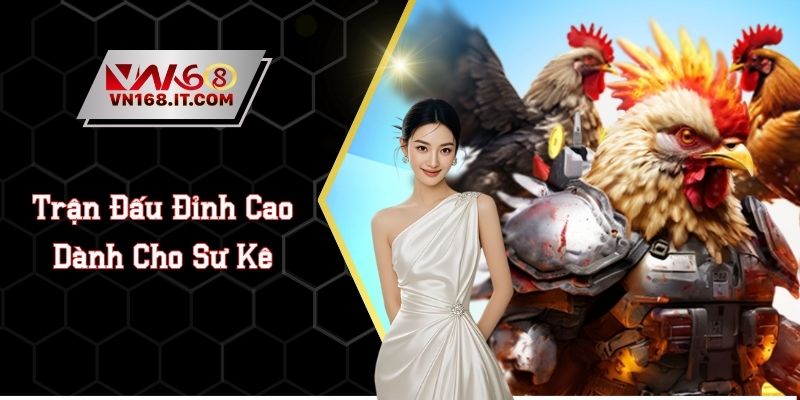 Đá Gà Trực Tiếp C2 - Trận Đấu Đỉnh Cao Dành Cho Sư Kê