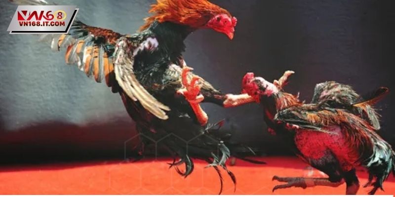 Dễ dàng theo dõi đầu tư vào đá gà C2