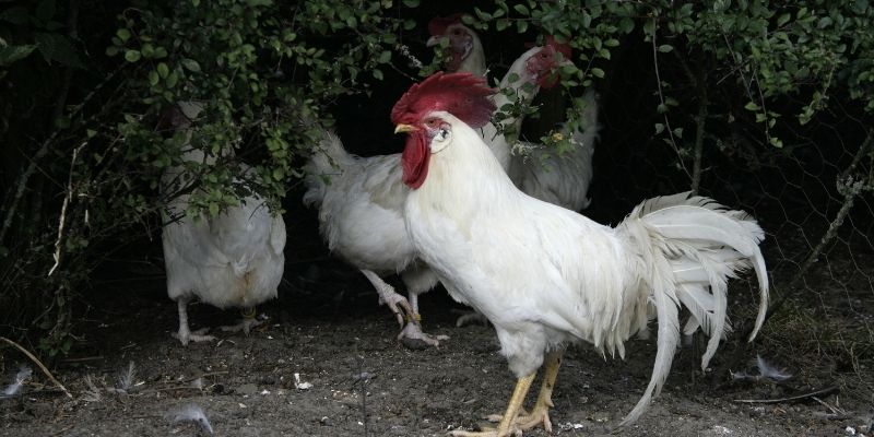 Gà chiến thuộc dòng lai quý hiếm