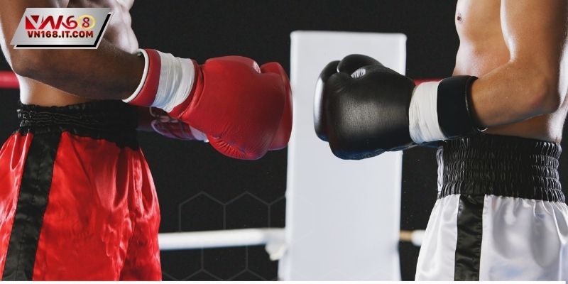 Không khí võ đài boxing gay cấn hàng ngày