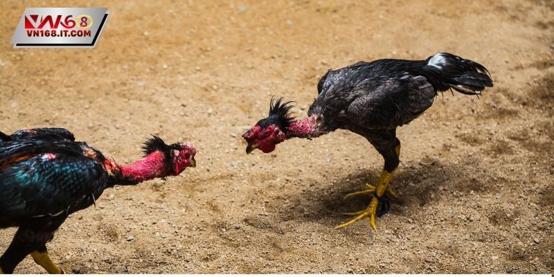 Luật quy định sau khi trận đá kết thúc