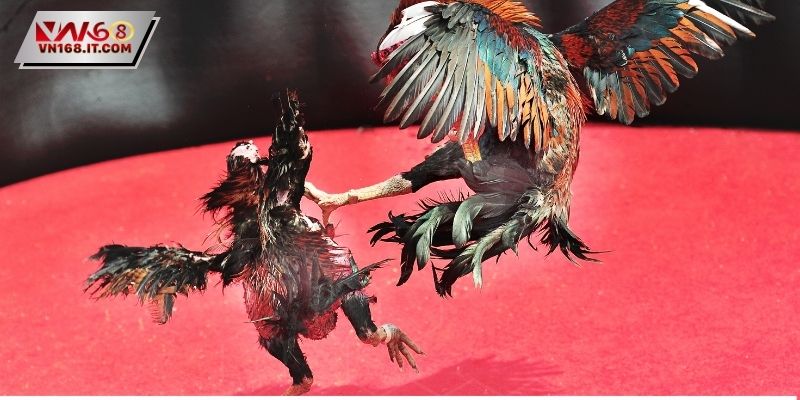 Một số thông tin bạn nên biết về đá gà Thomo