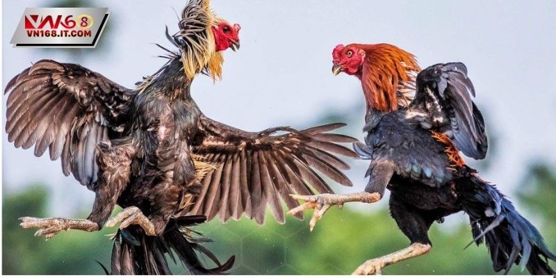 Sảnh đá gà phát sóng trận chiến cựa sắt