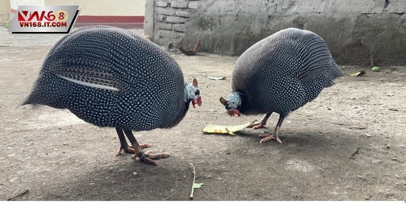 Thực hư về trận đá gà 5 tỷ bạn nên biết