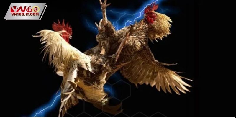 Trải nghiệm cược tài xỉu trong chọi kê C2