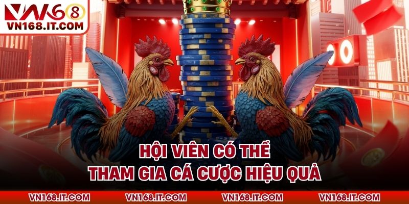 Hội viên có thể tham gia cá cược hiệu quả